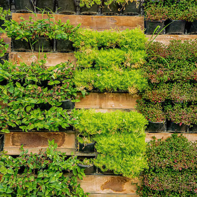 decorative vertical garden with plants small space