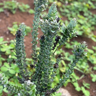 ʻŌhia: Compact variety with smaller leaves and shrub-like growth.