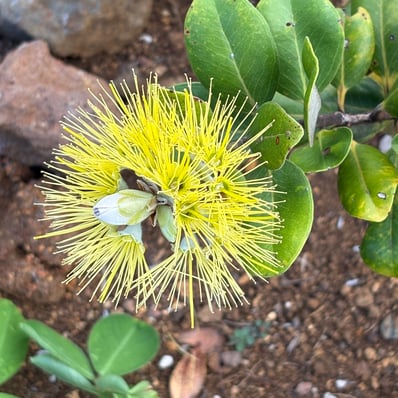 ʻŌhia mamo: Yellow flower variant, already flowering at 1' tall.