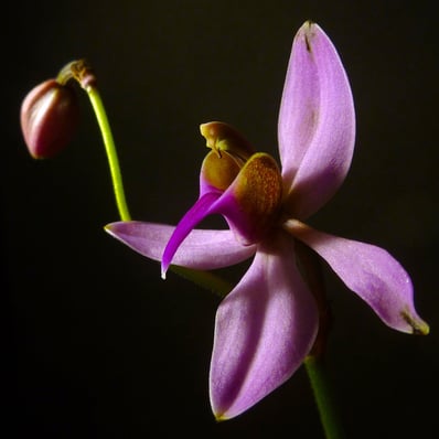 Ancistrochilus Rothschildianus
