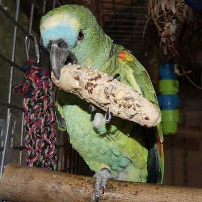 Recherche mon perroquet amazone à front bleu disparu en seine et marne