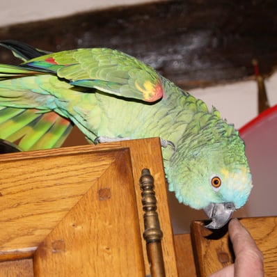 Mon perroquet amazone à front bleu 25 ans a disparu le 31 mars 2025