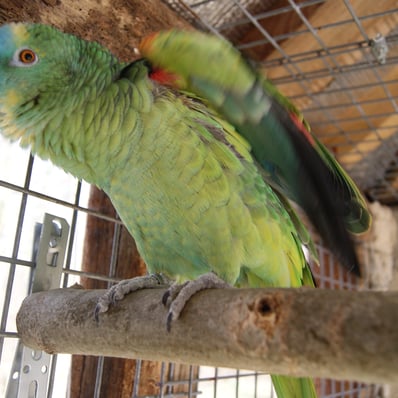 Recherche perroquet amazone à front bleu qui a disparu le 31 mars 2025