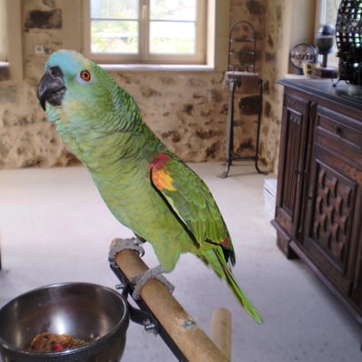 Recherche perroquet amazone à front bleu qui a disparu le 31 mars 2025