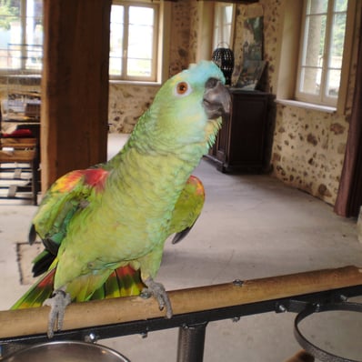 Indy, mon perroquet amazone à front bleu a disparu le 31 mars 2025