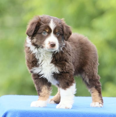 Australian Shepherd Puppies for Sale