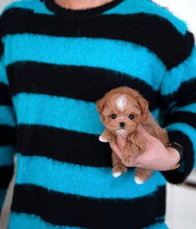Maltipoo Puppies for Sale