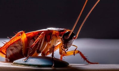 close up of a live roach