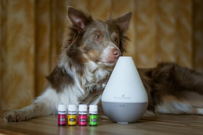 cão deitado ao lado de difusor aromático e óleos essenciais