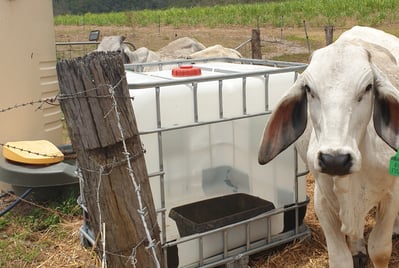Cow with IBC pod.