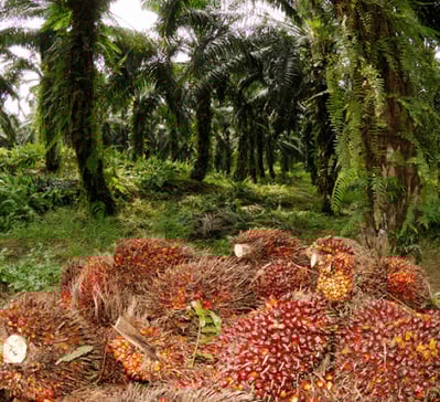Palm oil plantation with harvested palm fruit bunches in the foreground. The harvested palm fruit bu