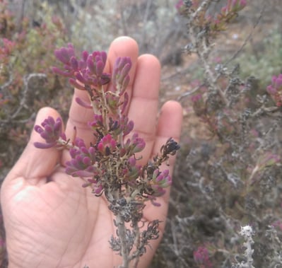 Red Fingers Bush Flowers, Nullarbor