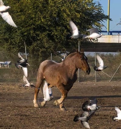 Caballos de Picar. Cuadra de Caballos Centenaria, Enrique Peña. Maestranza de Sevilla
