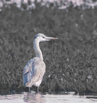 birdwatching tours in ranthambore national park