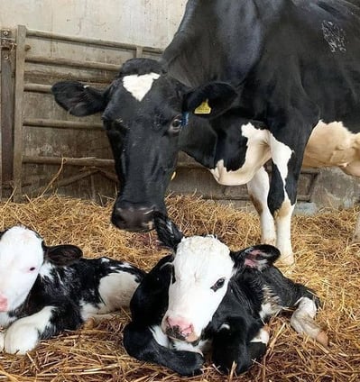 Cattle for sale