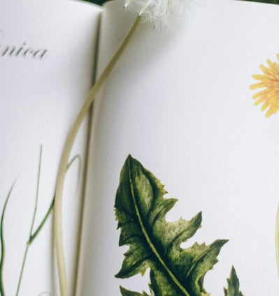 an open book with dandelion