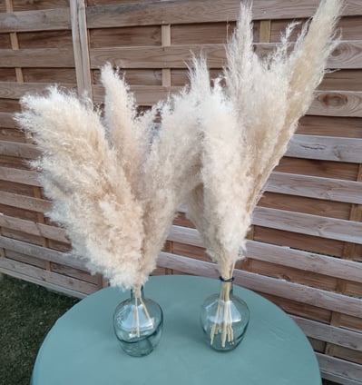 tiges de pampas