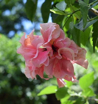 Voyage France Guadeloupe Hibiscus rose