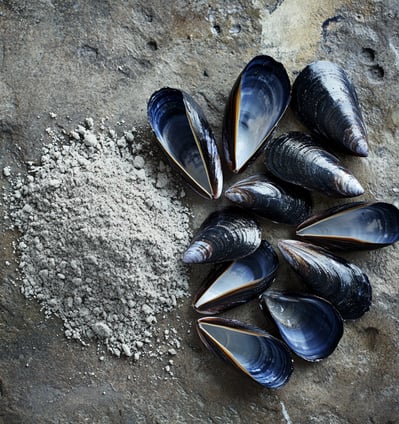 Coquille de moule