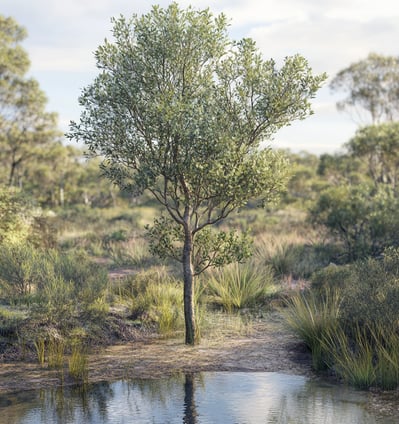 tea tree