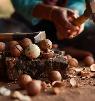 Macadamia