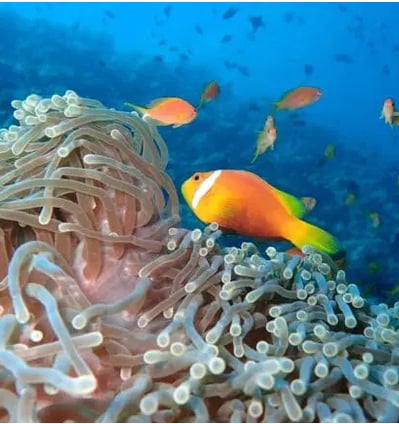 Life in the corals in Maldives