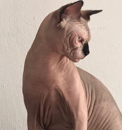 gato sphynx