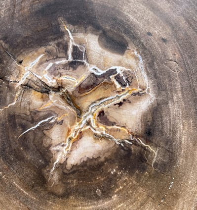 Detail of a slice of petrified wood