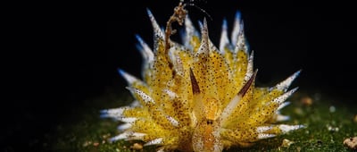 prix photo Galathea Nudibranche jaune Olivier Martinez