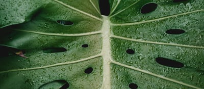 Mature fenestrated Monstera leaf with holes and splits