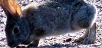 a rabbit in the middle of a sandy area