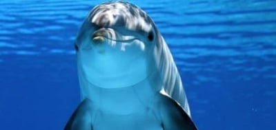 dolphins-on-ami