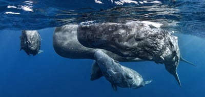baleine avec son petit prix festival Galathea Cédric Peneau