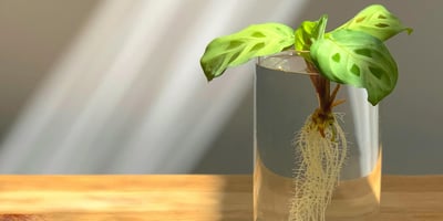 Houseplant cutting rooting in water