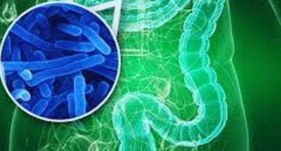 The Impact of Microbiome, Fasting, and Probiotics on Cancer (4)