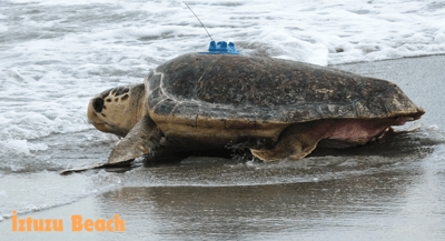 a caretta caretta turtle at İztuzu Beach