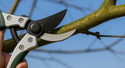 tree pruning