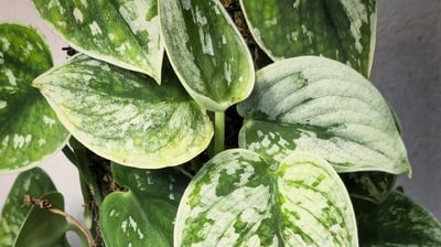Scindapsus Silver Ann