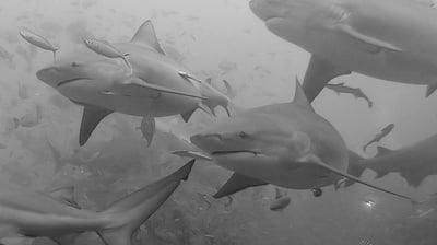 scuba diving with bull sharks, Fiji