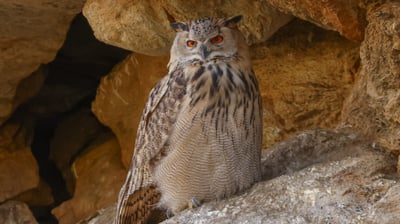 Eurasian Eagle Owl