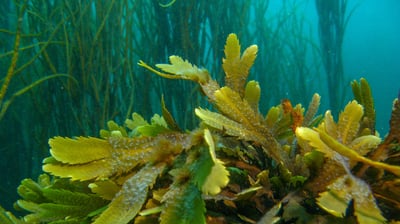 Fucus denté - Fucus serratus