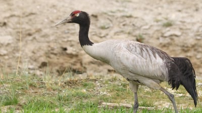 Black-necked Crane