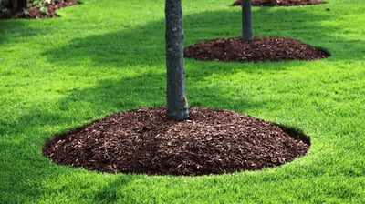 new mulch instalment in tree bed 