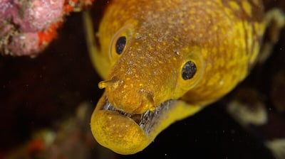 Mooray-eal in Garajau Nat Park Dive Reserve