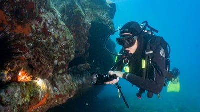 House-reef diving 