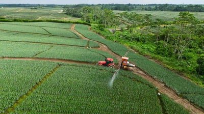 Fotografía y video aérea con dron de una plantación agrícola de piña Marketing ARM del Ecuador