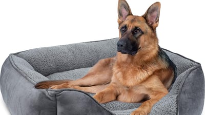 cama  perro grande