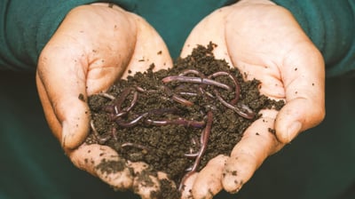 Worm castings houseplant fertilizer