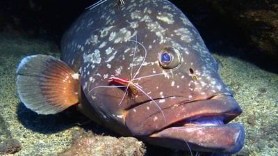 Dusky Grouper at Garajau Dive Reserve