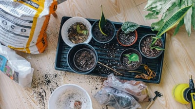 Houseplant cuttings of various species